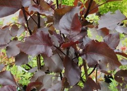 Populus deltoides Purple Tower / Vörös levelű oszlopos nyár